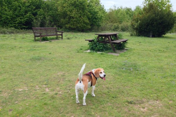 Linnets Wood, Ugleyphoto