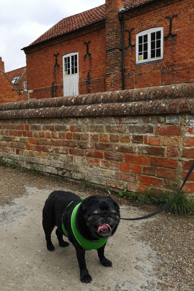 Dog walk at Lollycocks Field and River Walk · Lincolnshire · Walkiees