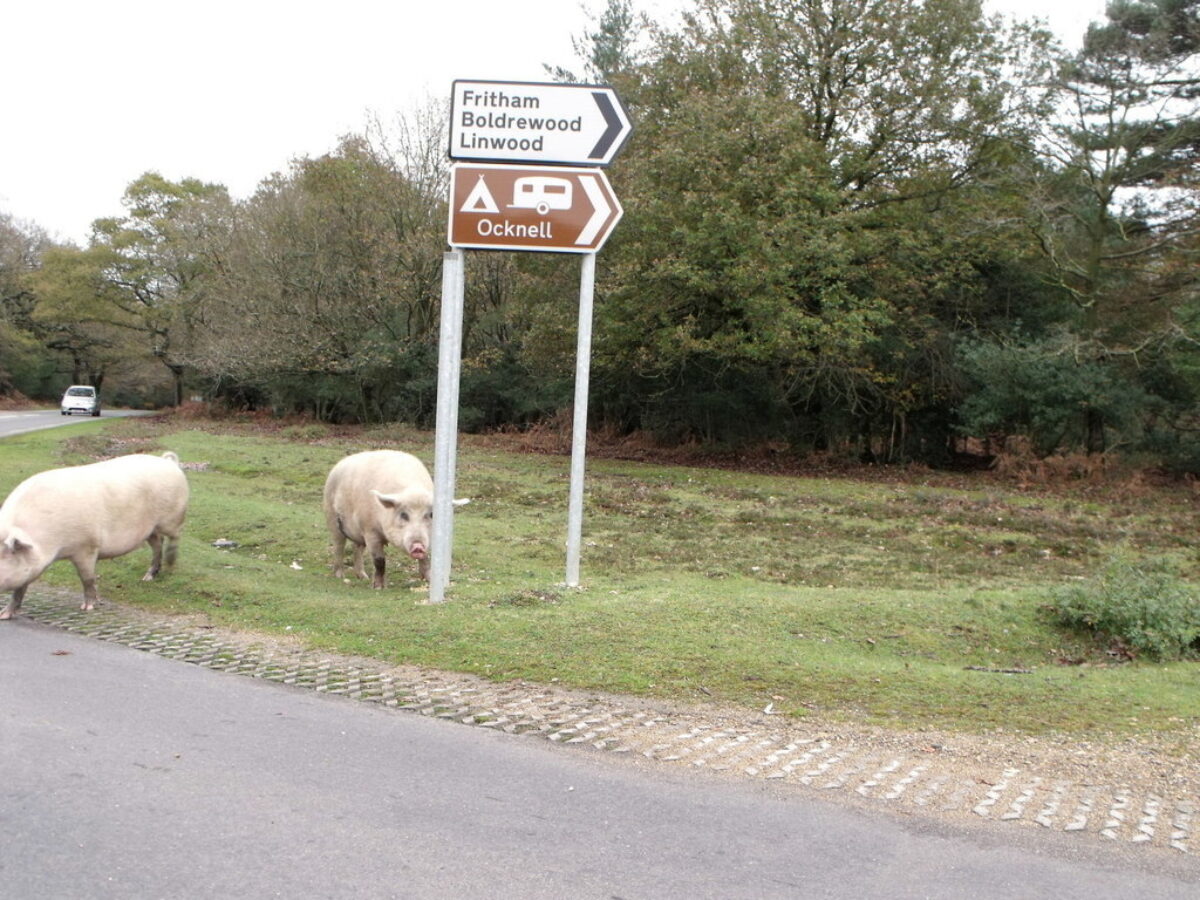 Long Cross Circle, New Forest large photo 1