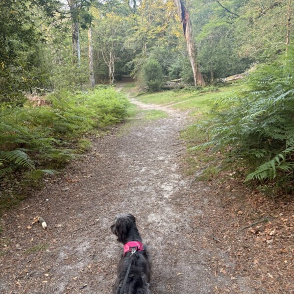Longcross - New Forest photo 8
