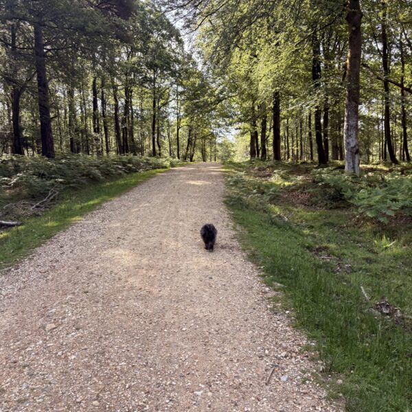 Longcross - New Forest photo 6