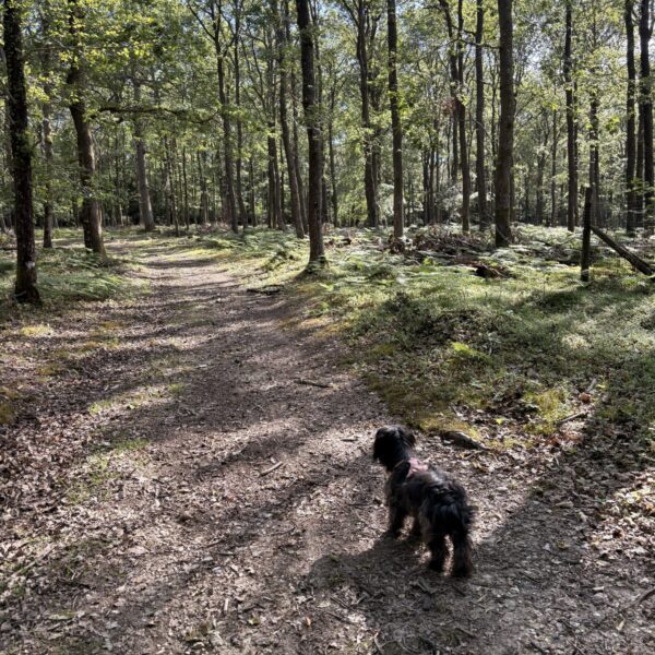 Longcross - New Forest photo 7