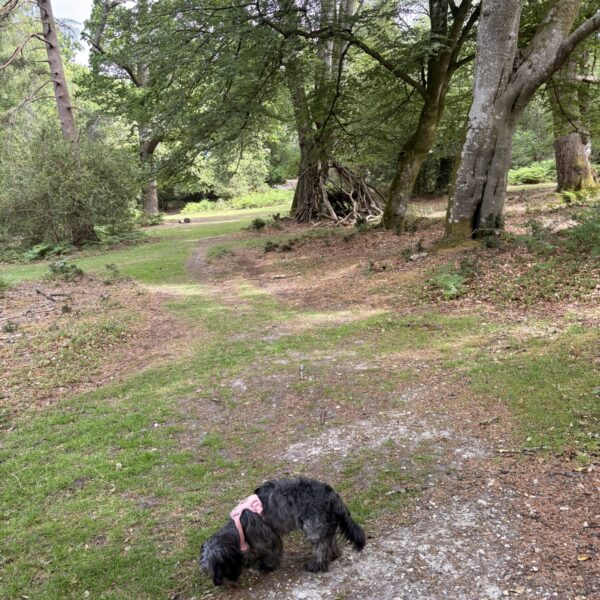 Longcross - New Forest photo 5