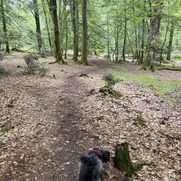 Longcross - New Forest photo 4