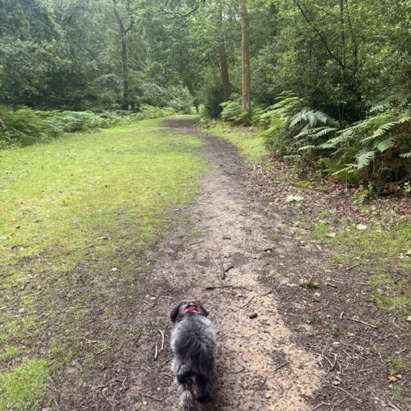 Longcross - New Forest photo 3