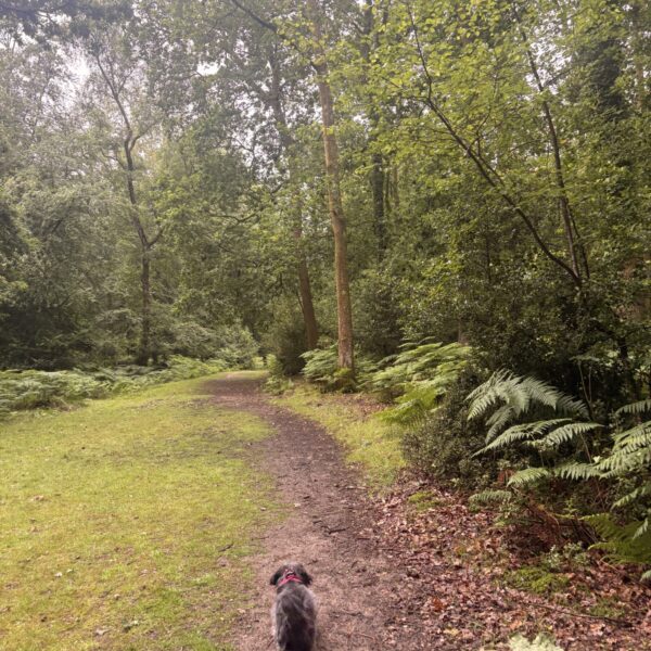 Longcross - New Forest photo 2