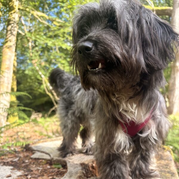 Longcross - New Forest photo 1
