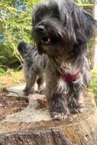 Dog walk at Longcross - New Forest photo