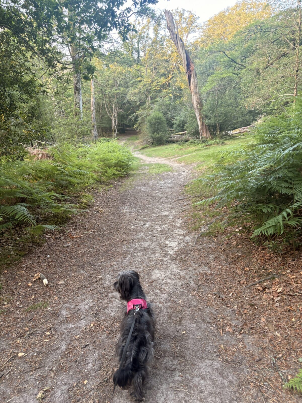 Longcross - New Forest large photo 8