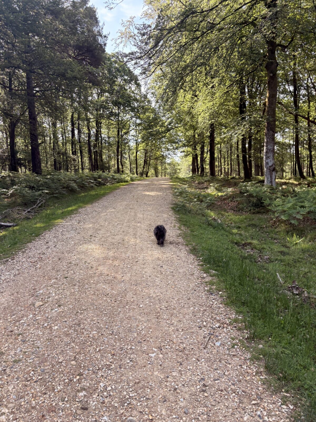 Longcross - New Forest large photo 6