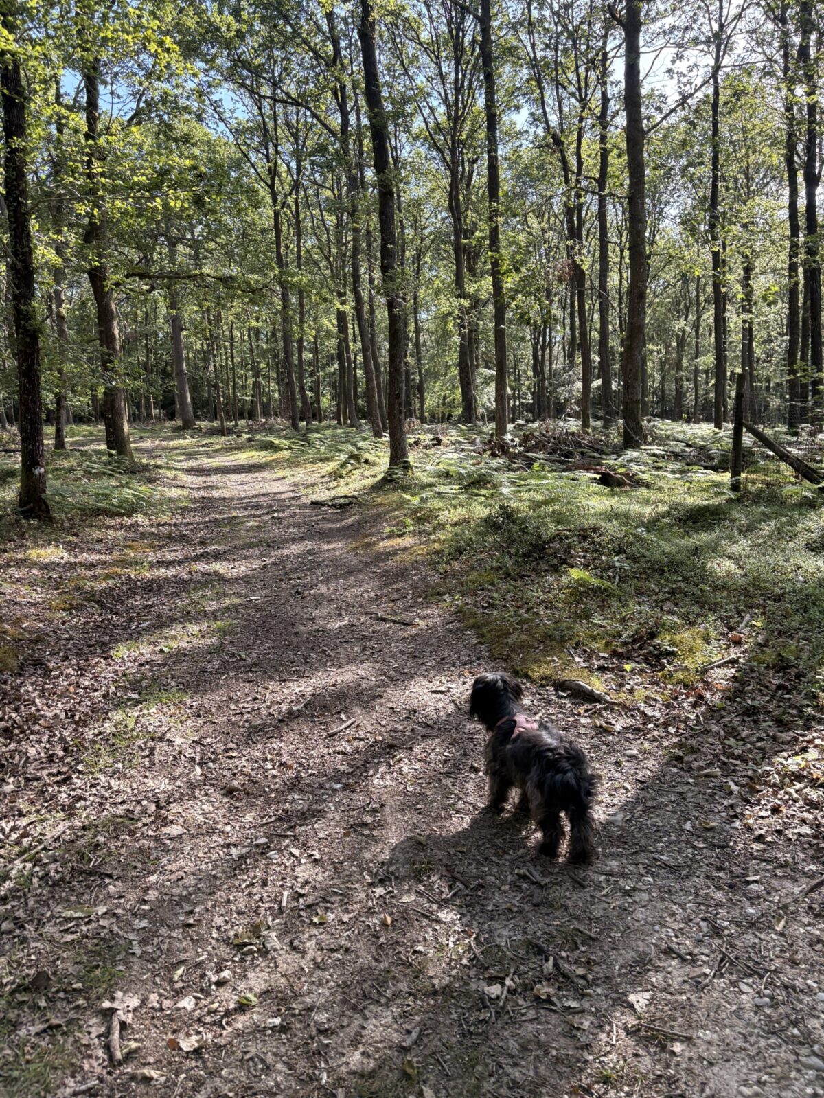 Longcross - New Forest large photo 7