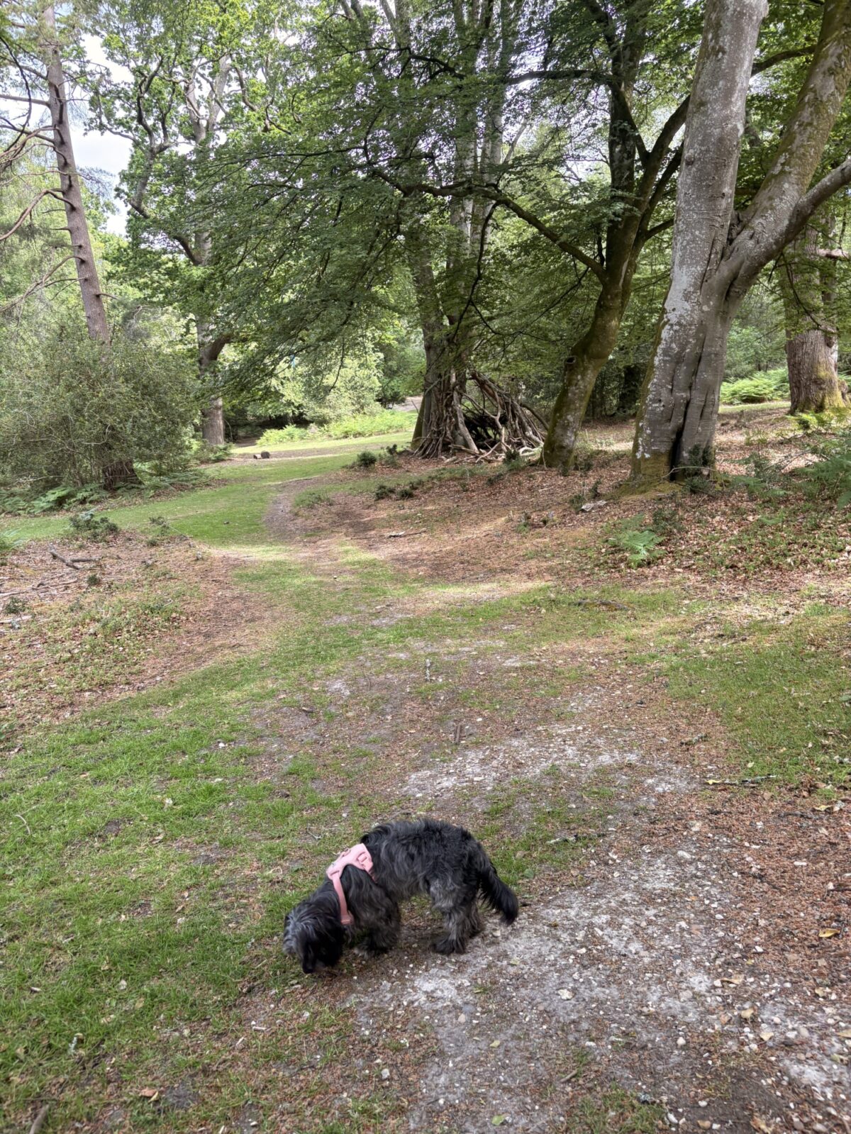 Longcross - New Forest large photo 5