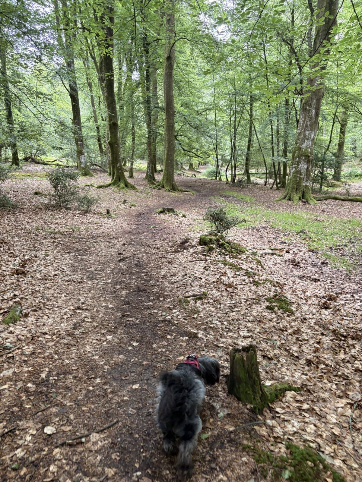Longcross - New Forest large photo 4