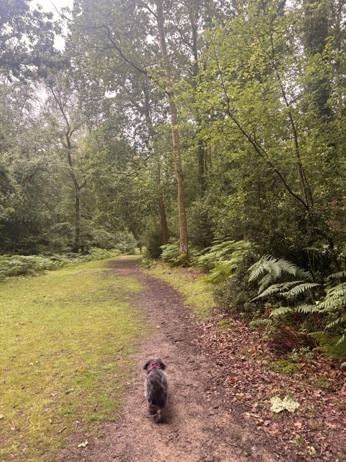 Longcross - New Forest large photo 2