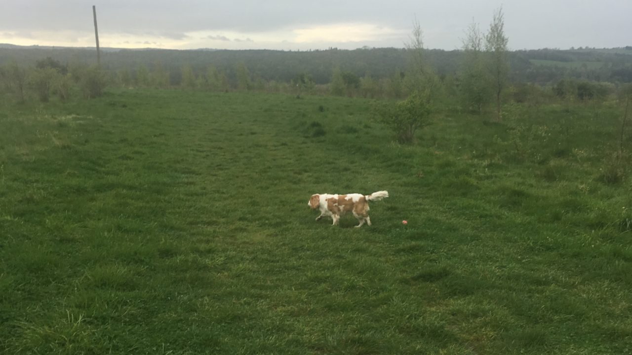 Dog walks in Durham · Walkiees