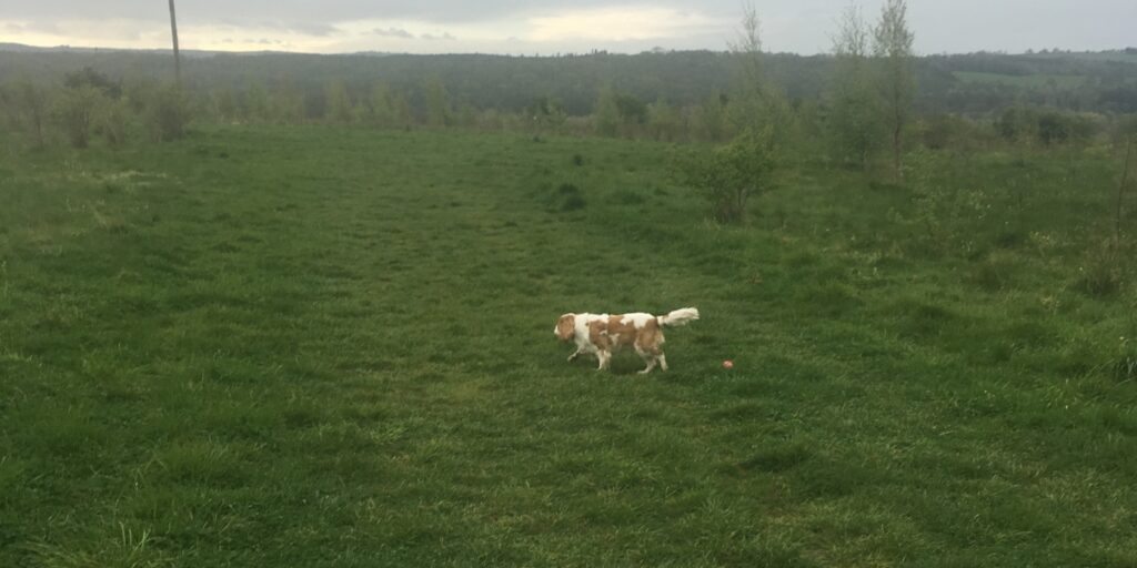 Dog walk at Low Burnhall Durham (Woodland Trust) · UK · Walkiees