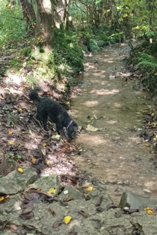 Dog walk at Low Sizergh Barn Farm photo