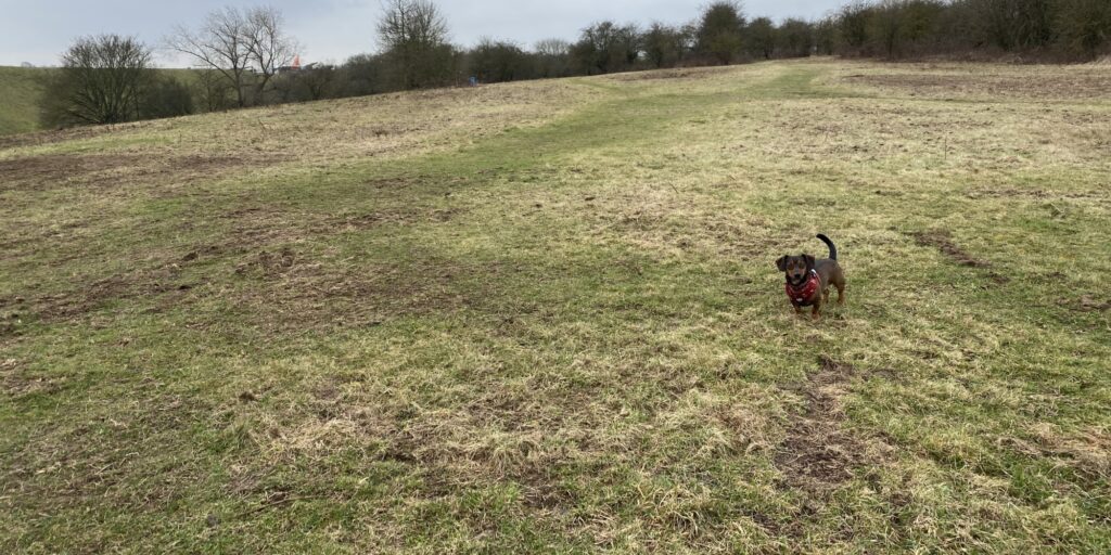 Dog walk at Luton Airport · Bedfordshire · Walkiees