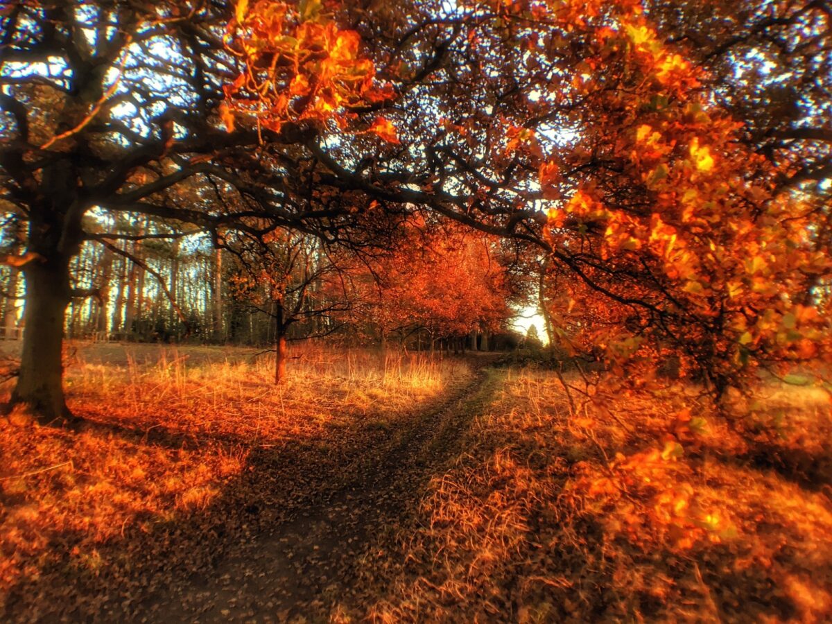 Market Bosworth Country Park large photo 1