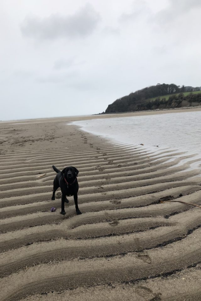 Dog walk at · Devon · Walkiees