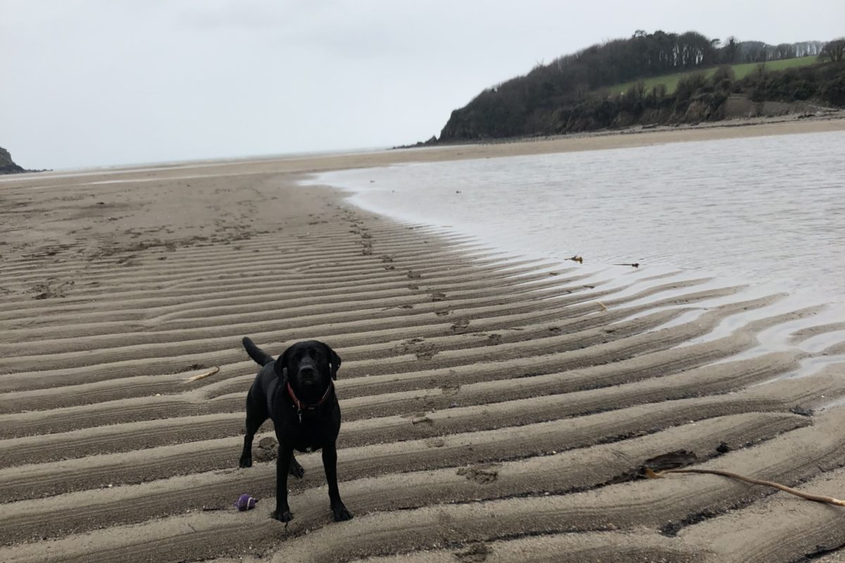 Dog walk at · Devon · Walkiees