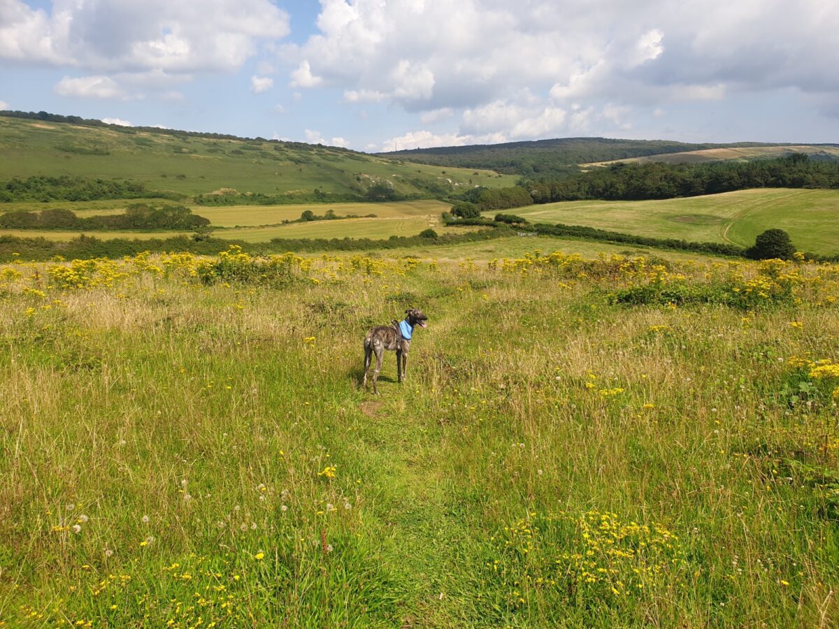 Mottistone Meander: Climb to the Common large photo 3