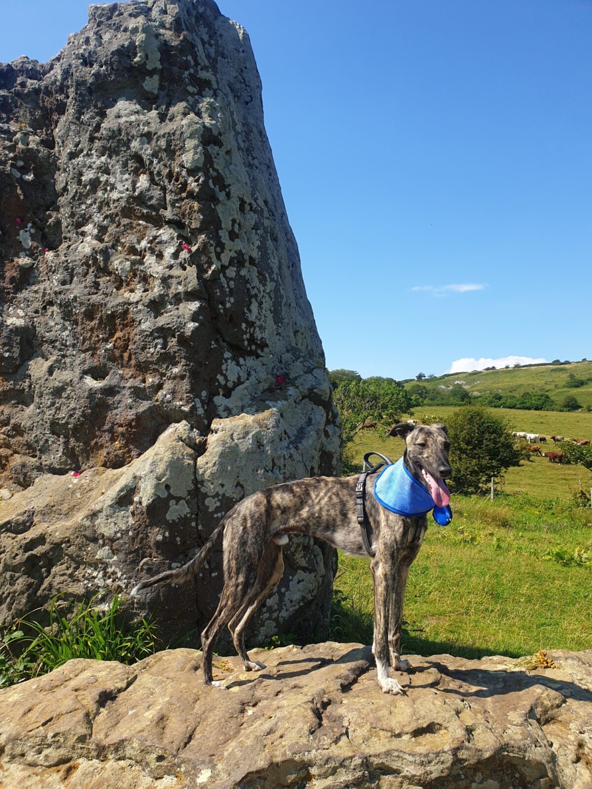 Mottistone Meander: Climb to the Common large photo 1