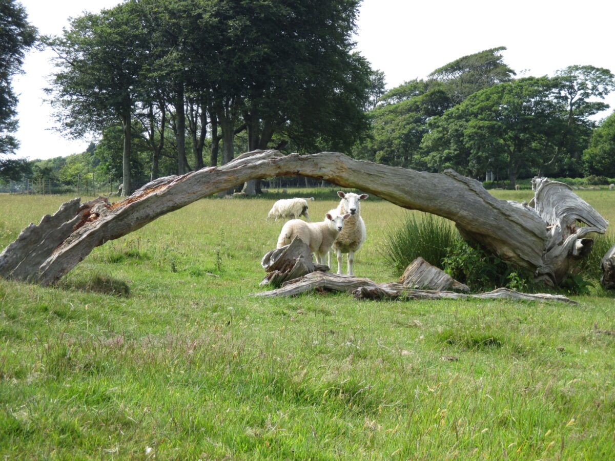 Mount Edgecumbe Country Park large photo 9