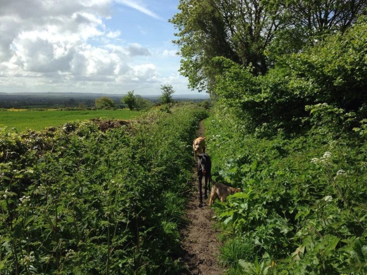 Neston - Woodlands And Fields large photo 3