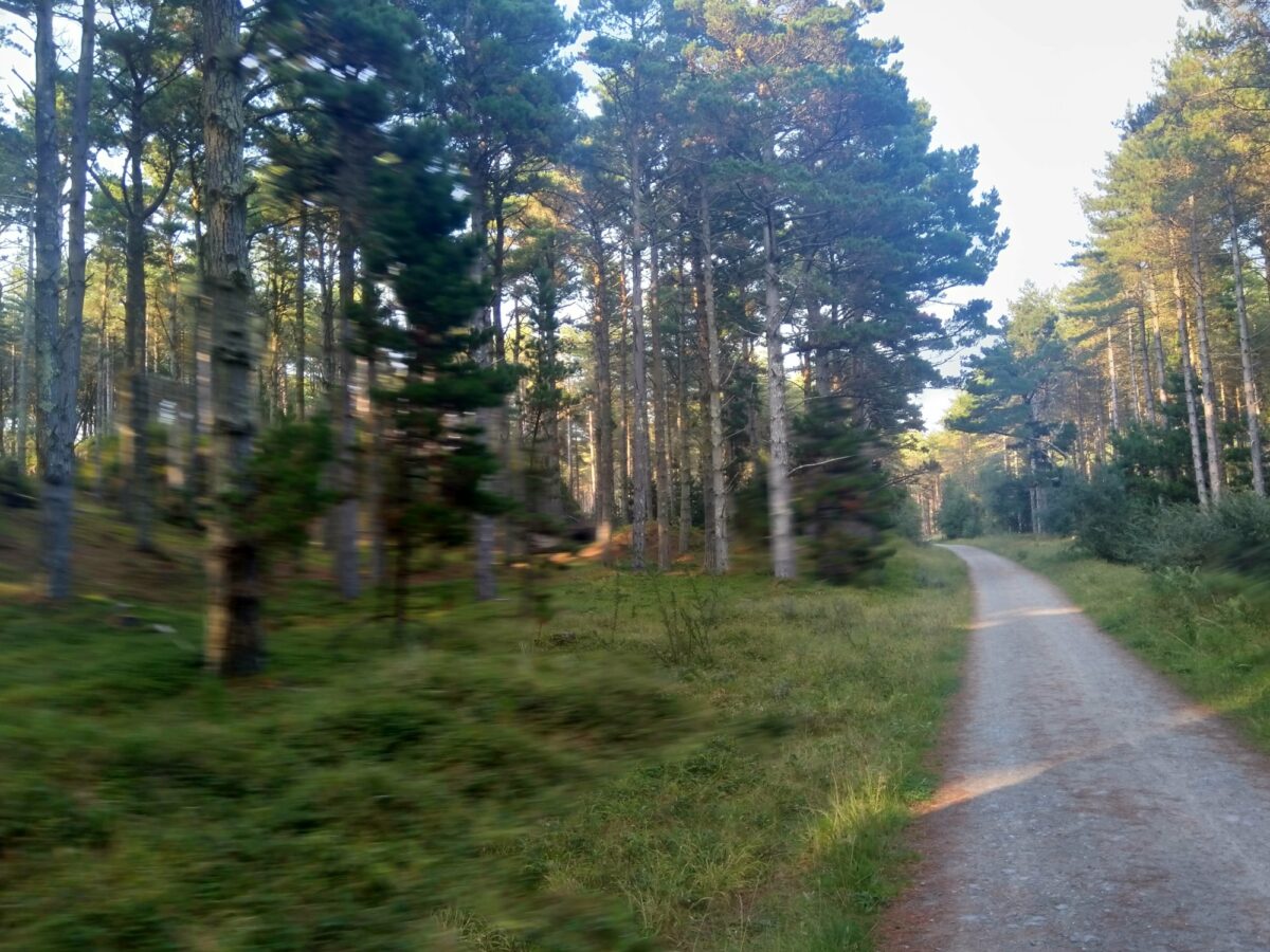 Newborough Forest, Isle of Anglesey large photo 7