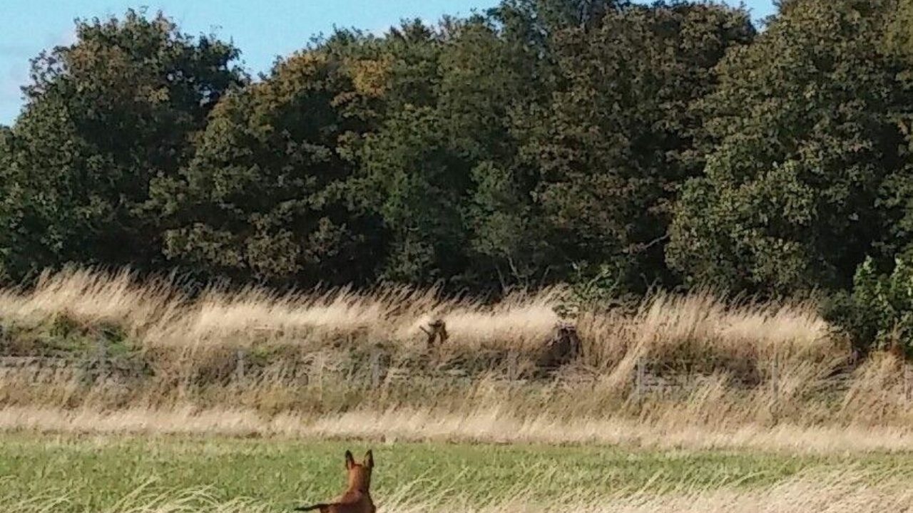 Dog walks in Edinburgh (City of) · Walkiees