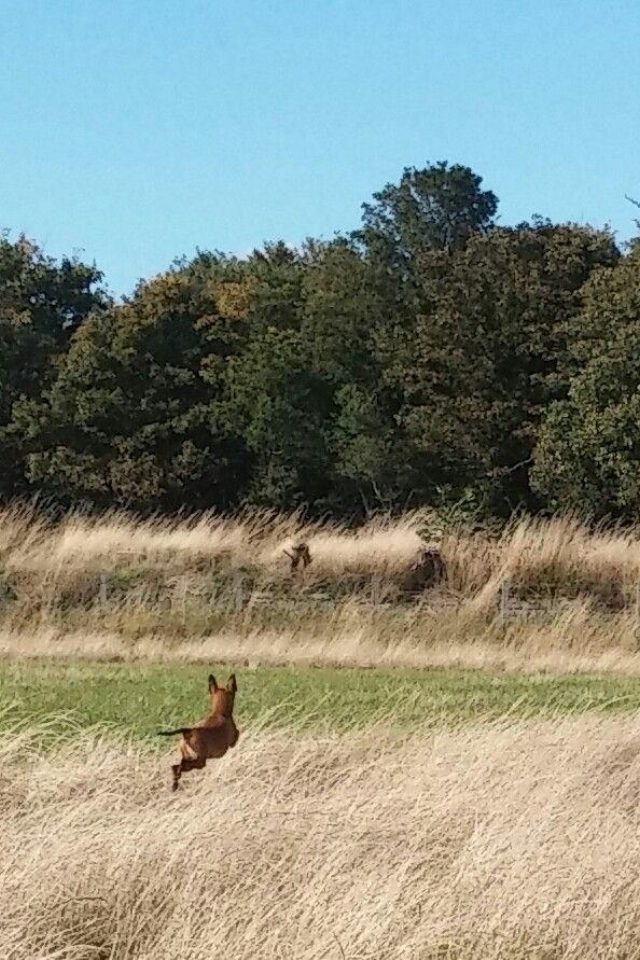 Dog walk at Newhailes Estate Edinburgh · Edinburgh (City of) · Walkiees