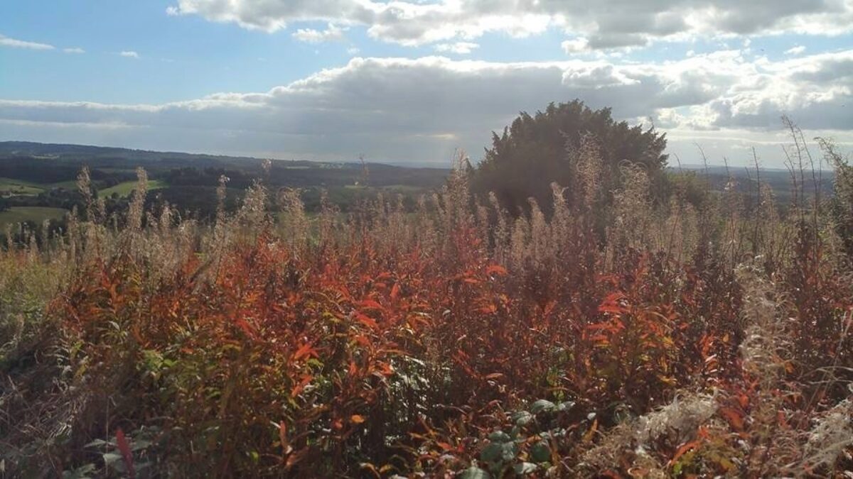 Newlands Corner large photo 1