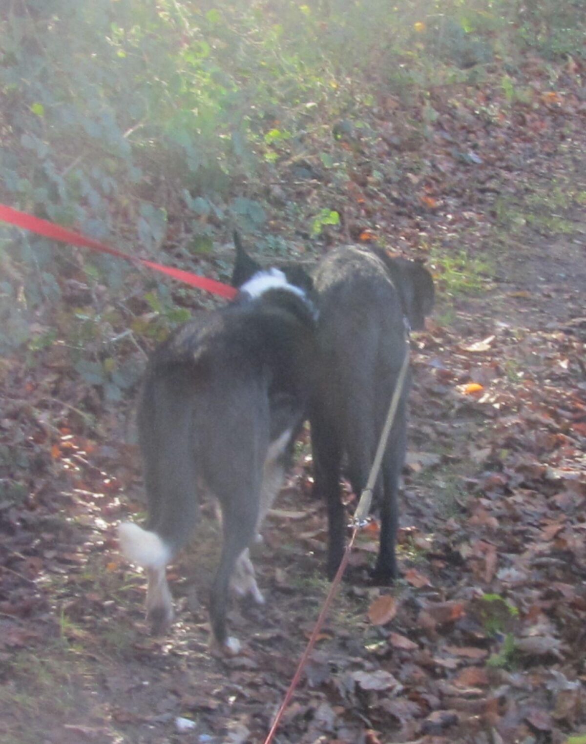 Newton Tony Near Dogs Trust Salisbury large photo 2