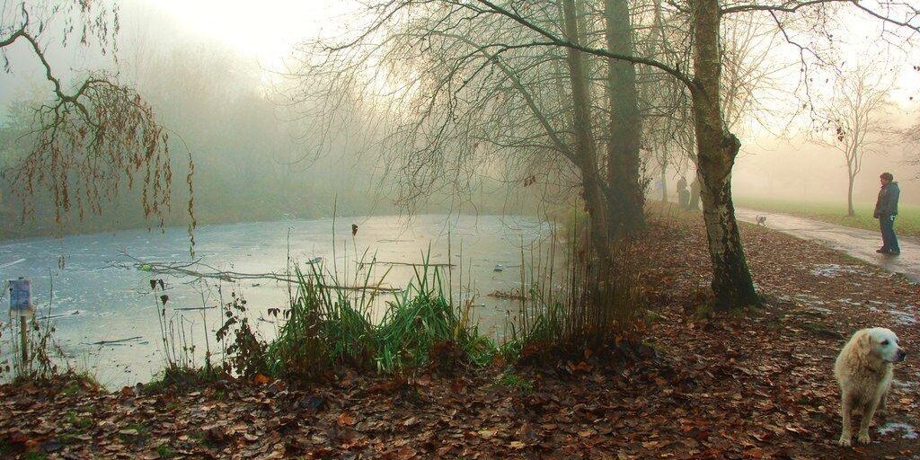 Dog walk at Ninesprings Yeovil Country Park · Somerset · Walkiees