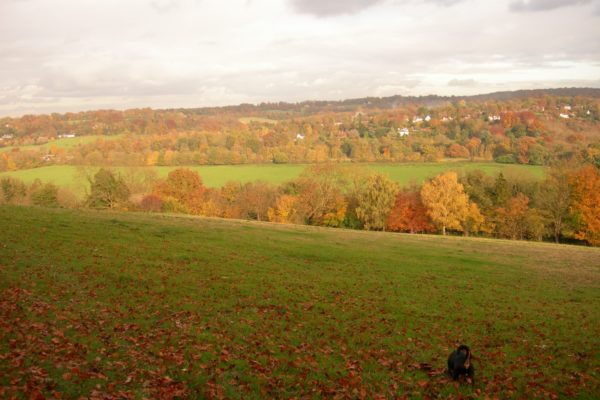 Norbury Park Leatherheadphoto