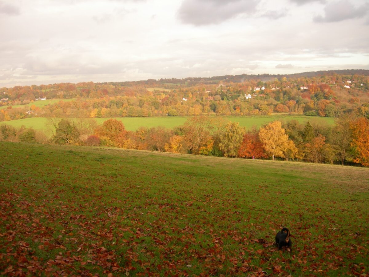 Norbury Park Leatherhead large photo 1