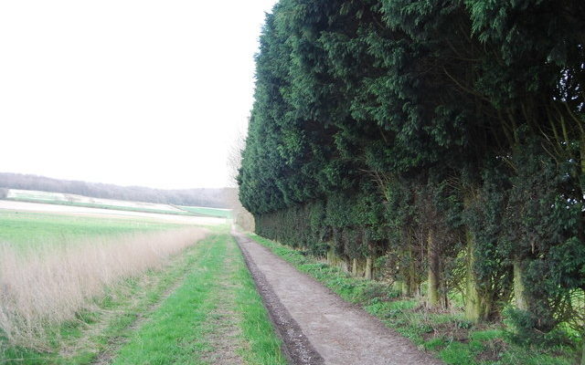 North Downs Way Dog walk in Kent