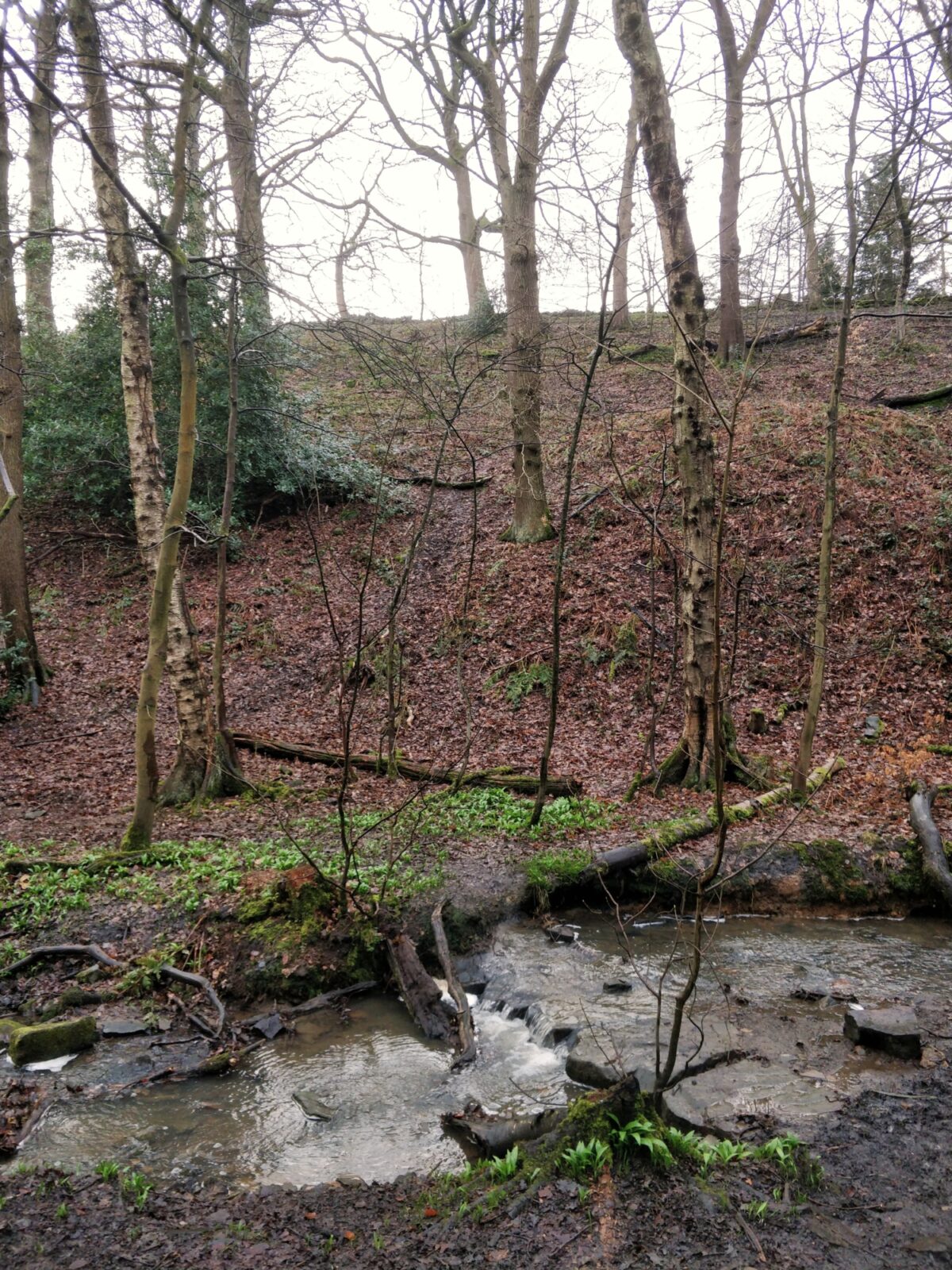 Northcliffe Woods, Shipley large photo 1