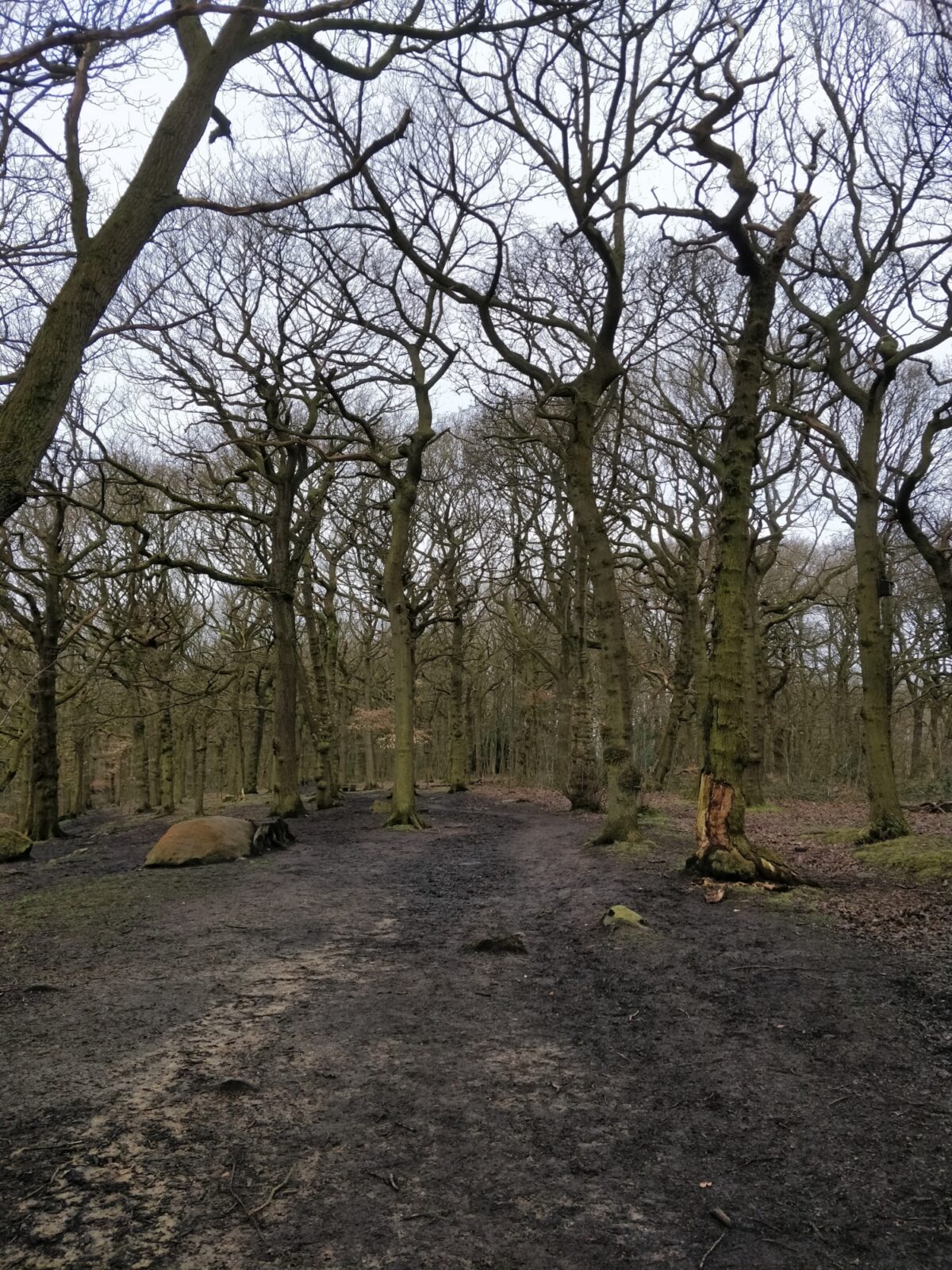 Northcliffe Woods, Shipley large photo 4