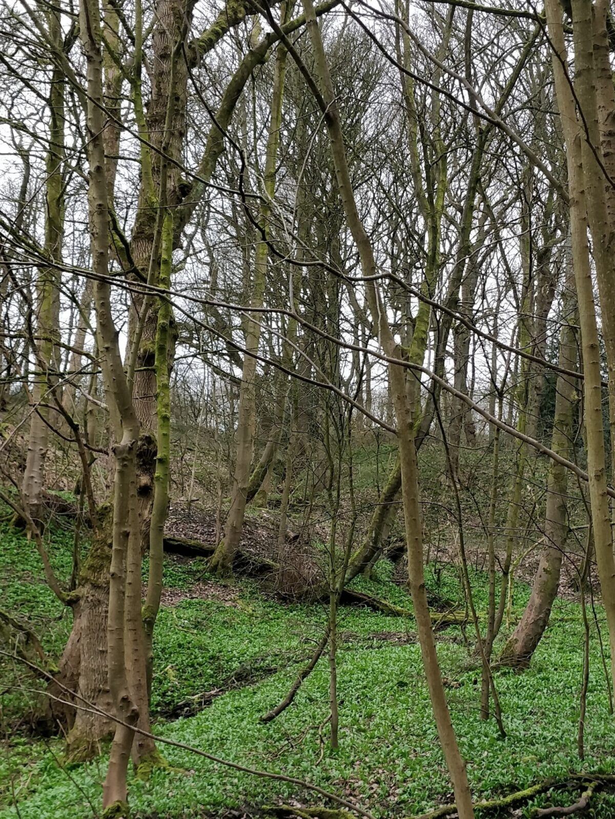 Northcliffe Woods, Shipley large photo 6