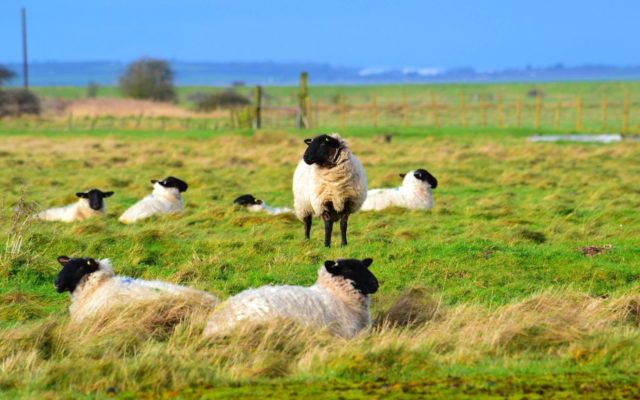 Oare Marshes Dog walk in Kent