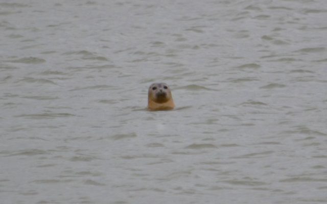 Oare Marshes Dog walk in Kent