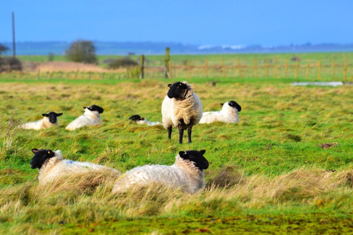 Oare Marshes large photo 2