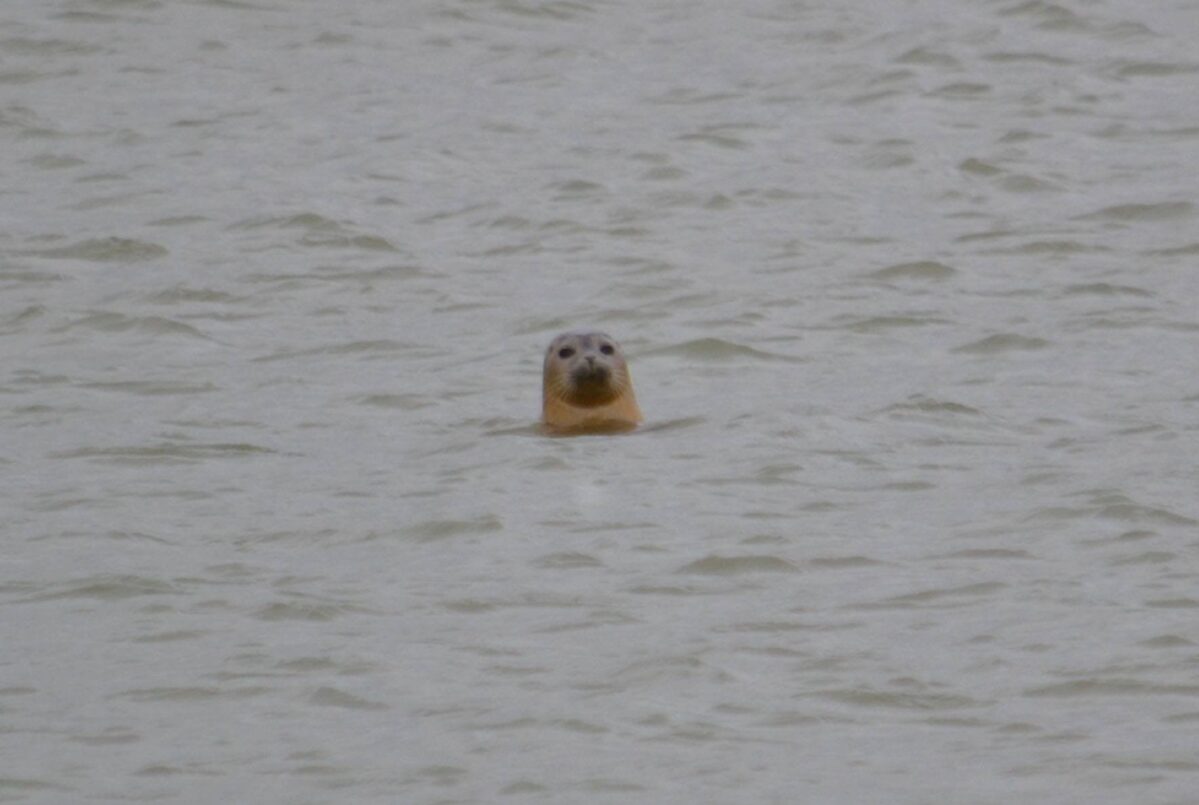 Oare Marshes large photo 3