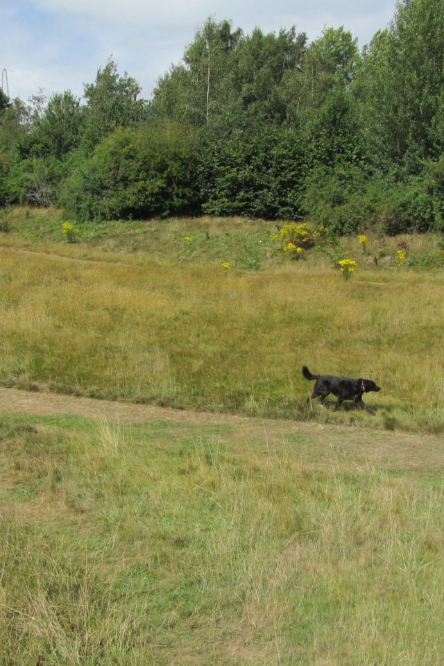 Dog walk at Old Eastleigh Golf Course · Hampshire · Walkiees