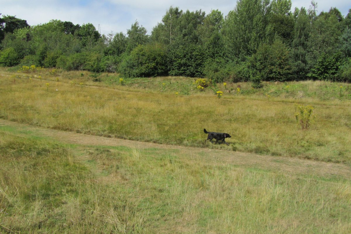 Dog walk at Old Eastleigh Golf Course · Hampshire · Walkiees