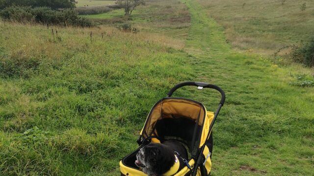 Dog walk at Old Hall Marsh Walk