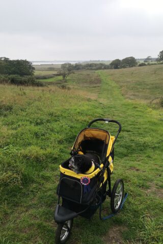 Dog walk at Old Hall Marsh Walk photo