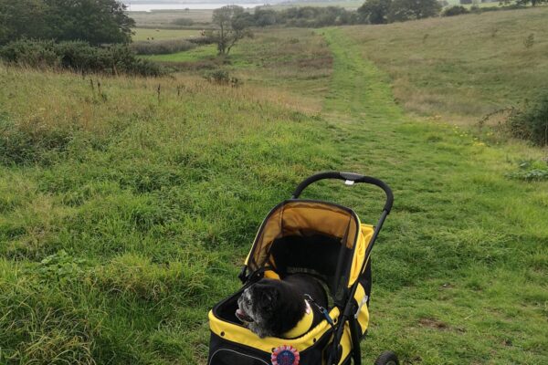 Old Hall Marsh Walkphoto
